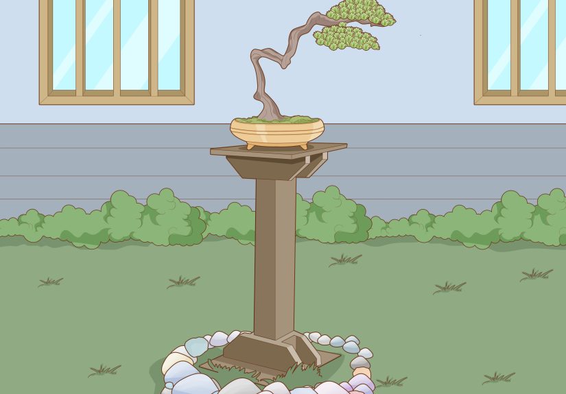 4 Ways to Grow and Care for a Bonsai Tree