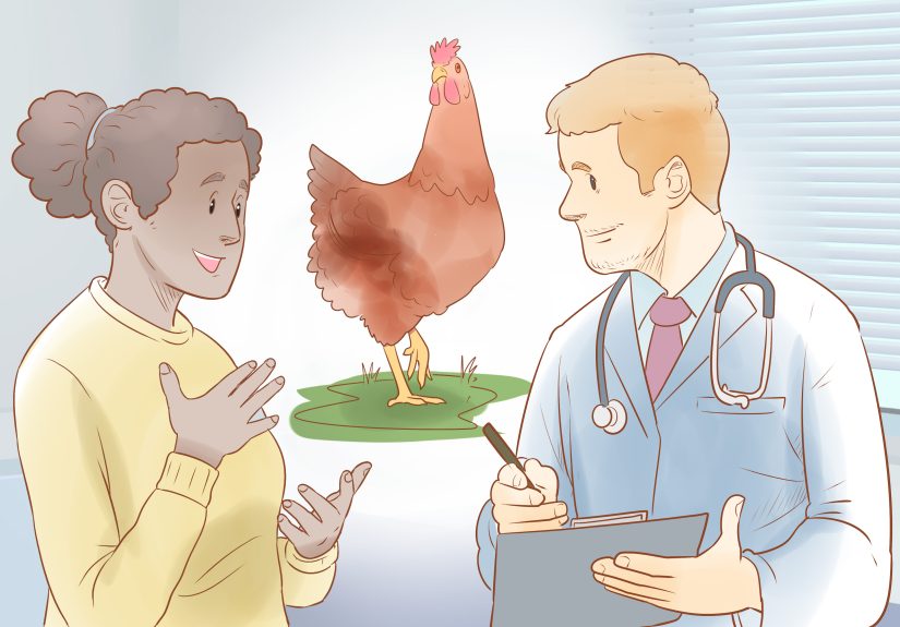 4 Ways to Tell when a Hen Is Ready to Lay