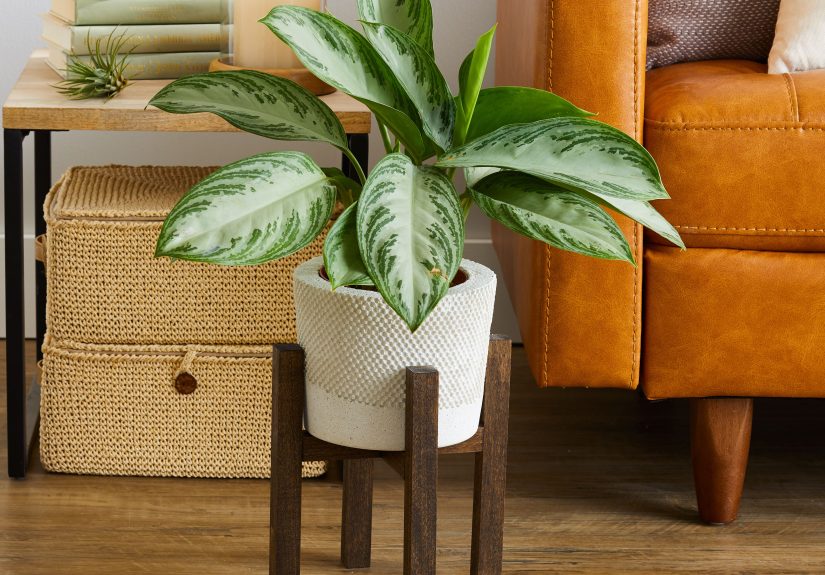 6 Creative DIY Plant Stand Ideas