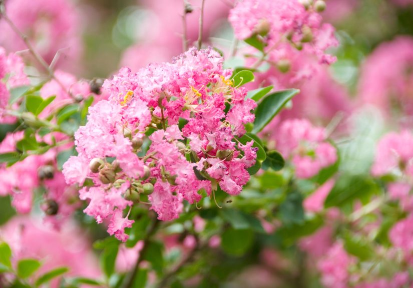 6 Must-Know Tips for Pruning Crape Myrtle Trees Correctly