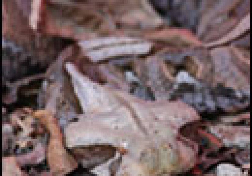 7 Terrifying Creatures You'll Never See Coming