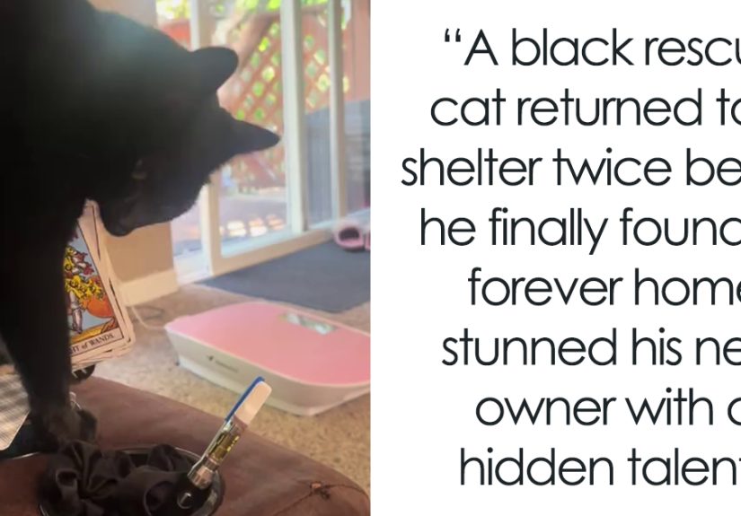 Black Rescue Cat Who Had Run Of Bad Luck Finds Forever Home, Wows Netizens With Hidden Talent