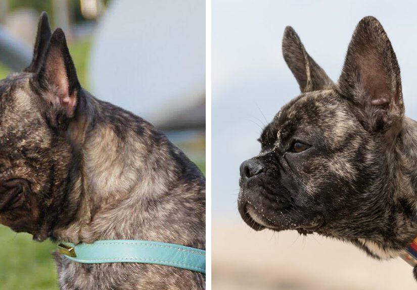 Breeder Is Reengineering French Bulldogs’ Faces To Make Them Healthier