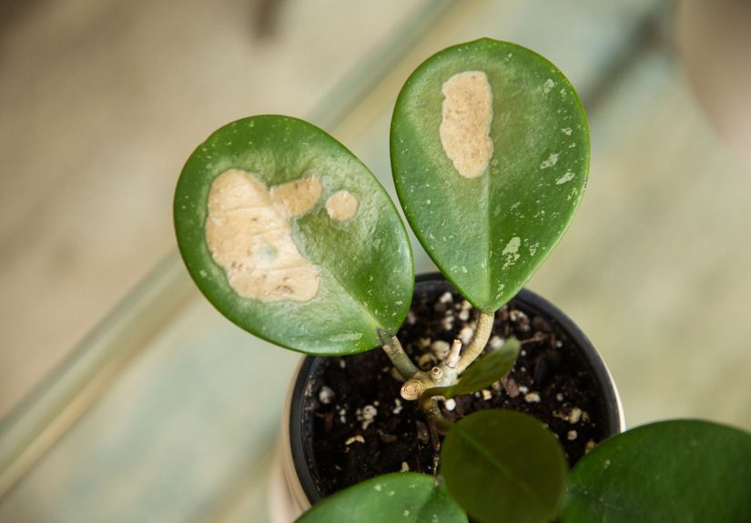 Dealing With Leaf Scorching and Tip Burn