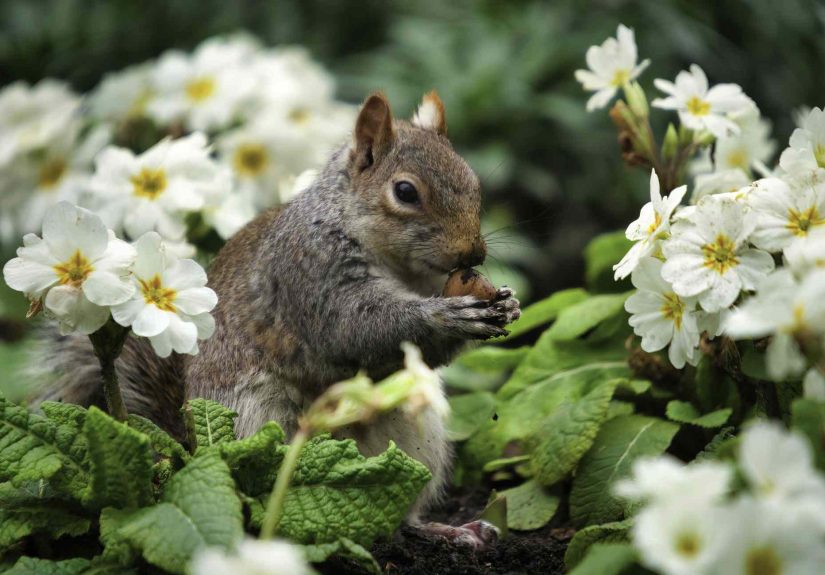 Does Cayenne Pepper Deter Squirrels? What to Know