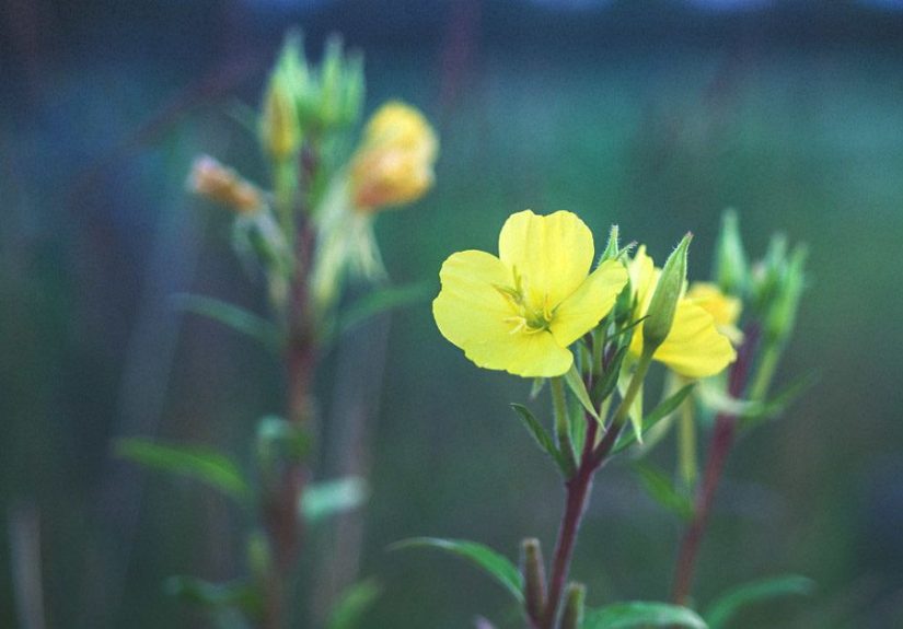 Evening Primrose Oil for Hair Loss: Mask, Supplements, and More