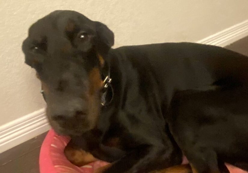 Hey Pandas, Post Your Favorite Picture Of Your Dog