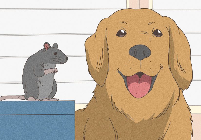 How to Choose Between a Pet Mouse or Pet Rat: 10 Steps