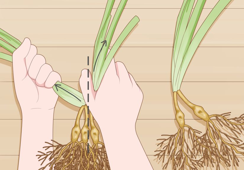 How to Divide and Transplant Daylilies: 13 Steps