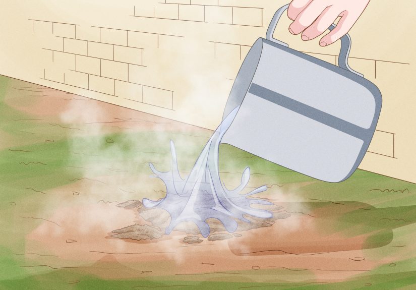 How to Get Rid of Ants Naturally: Tips & Tricks