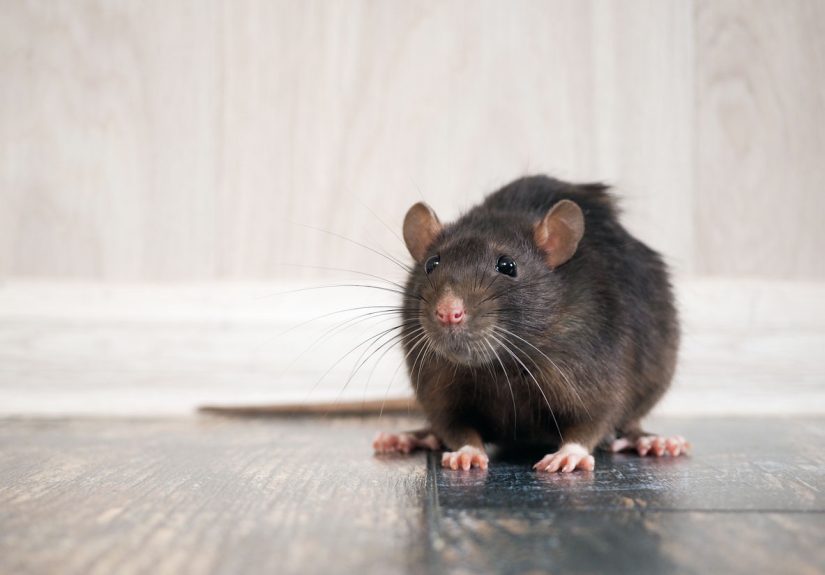 How To: Get Rid of Rats From Your Home and Garden - Bob Vila