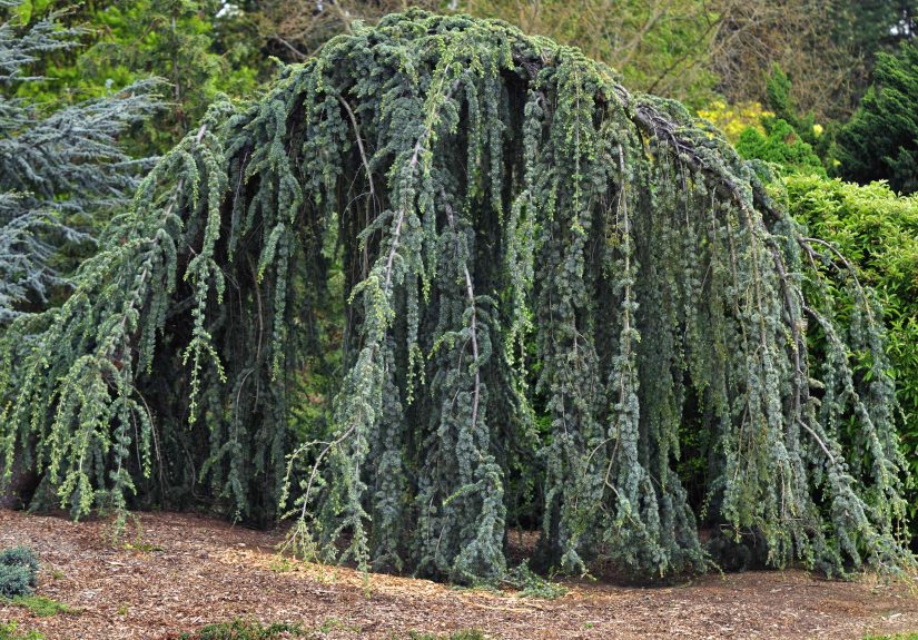 How to Grow and Care for Blue Atlas Cedar