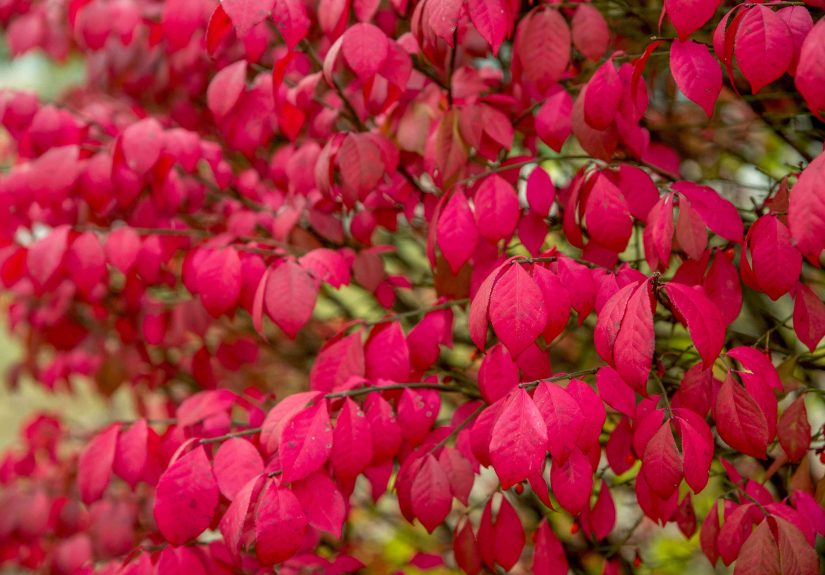 How to Grow and Care for Burning Bush