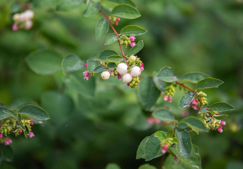 How to Grow and Care for Common Snowberry