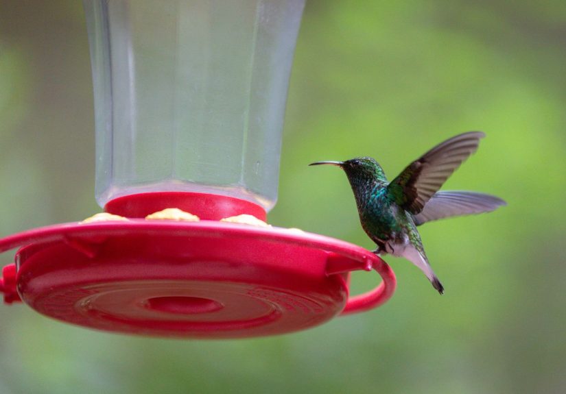 How to Know When It’s Time to Take Down Your Hummingbird Feeder, According to Ornithologists