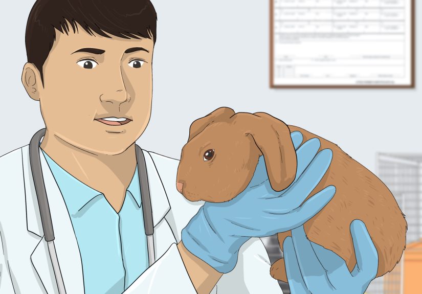 How to Litter Train a Rabbit: A Step-by-Step Guide