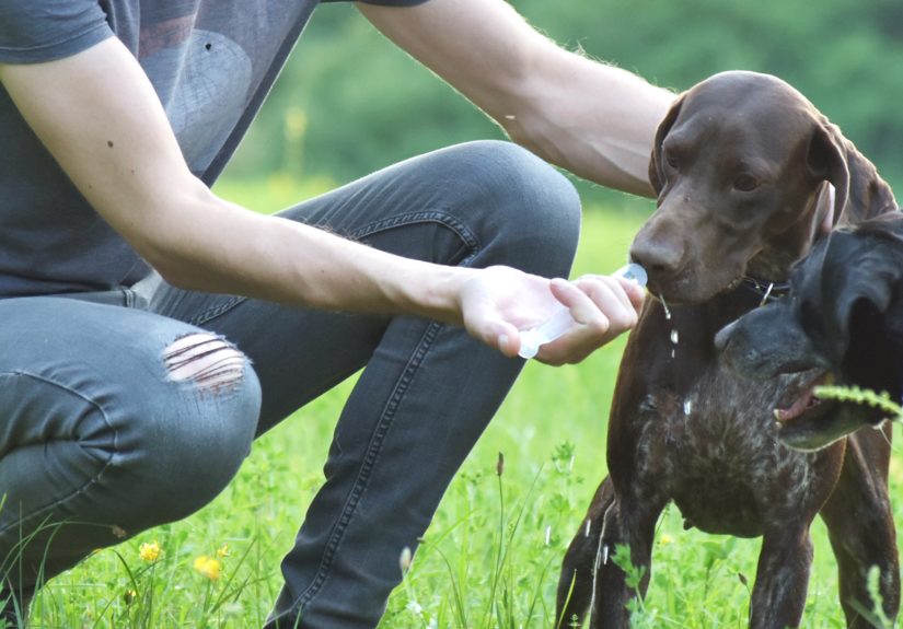 How to Make Your Dog Drink Water: Helpful Tricks & Advice