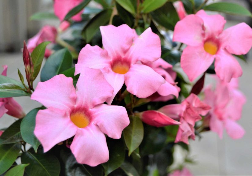 How to Overwinter Mandevilla to Protect It from the Cold