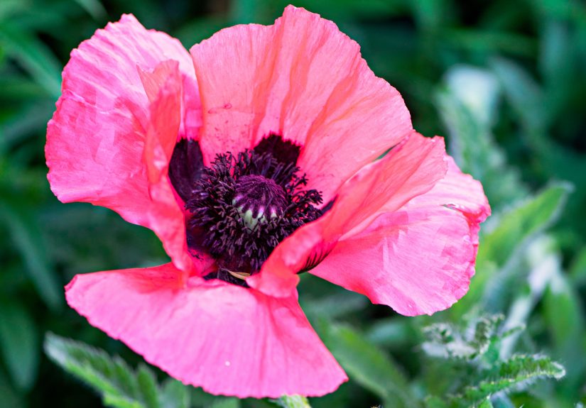 How to Plant and and Care for Oriental Poppy