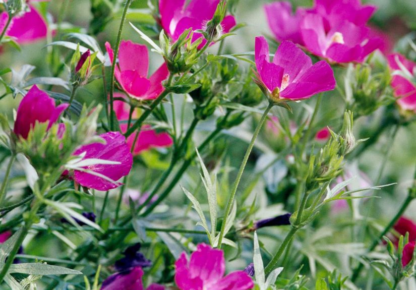 How to Plant and Grow Purple Poppy Mallow