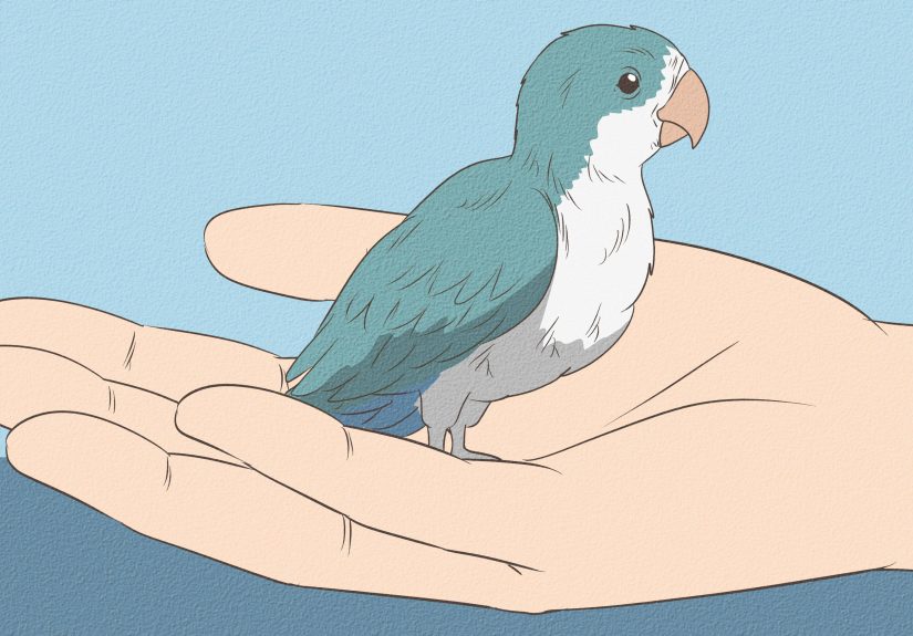 How to Take Care of a Quaker Parrot: 12 Steps