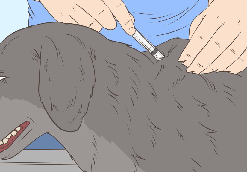 How to Treat a Dog with a Cold: 12 Steps