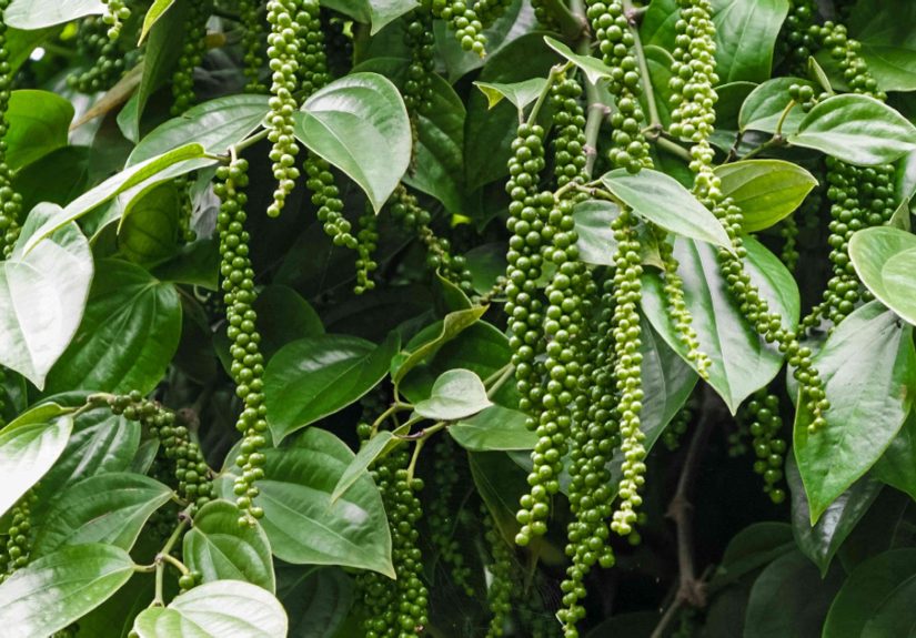Peppercorn Plant: Care & Growing Guide