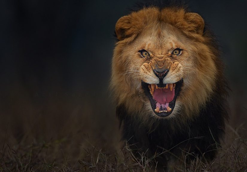 Photographer Pictured Angry Lion Just Before It Attacked Him