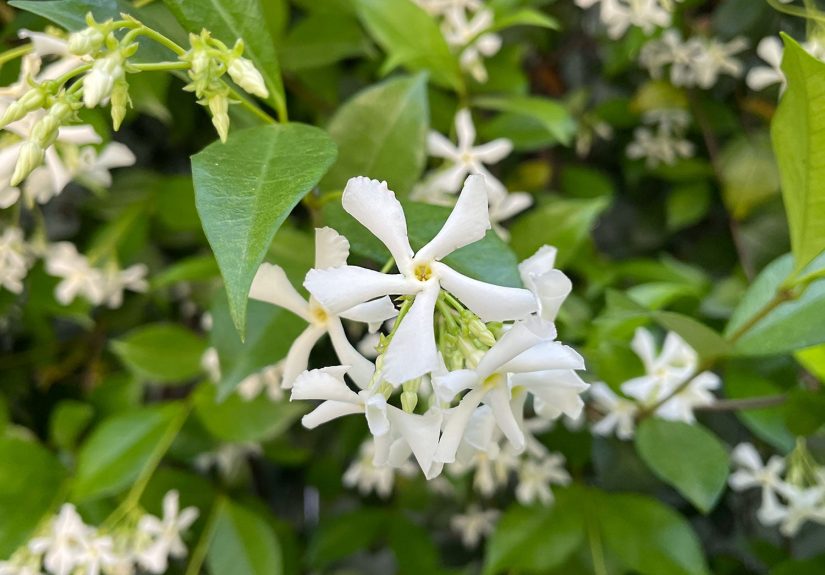 Star Jasmine - Plant Growing & Care Guide
