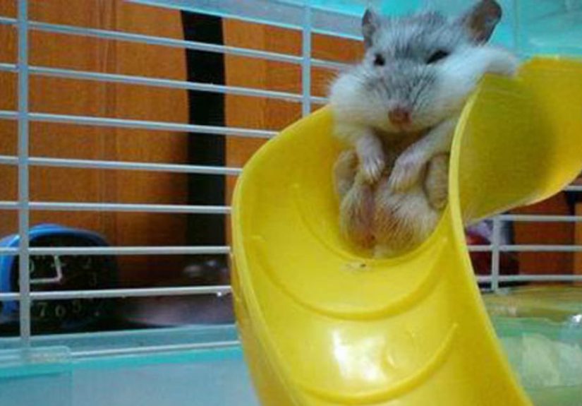 The 50 Fattest Animals in Internet History, Ranked
