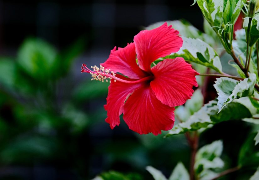 The Cost To Prove Your Ethnicity And Heritage: Hawaiian Edition - Financial Samurai