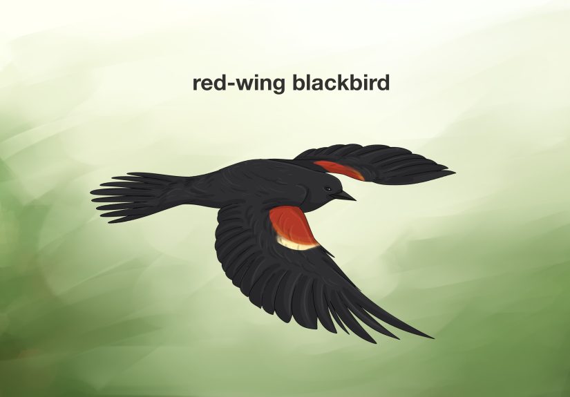 The Meaning of a Blackbird: Spiritual & Cultural Symbolism