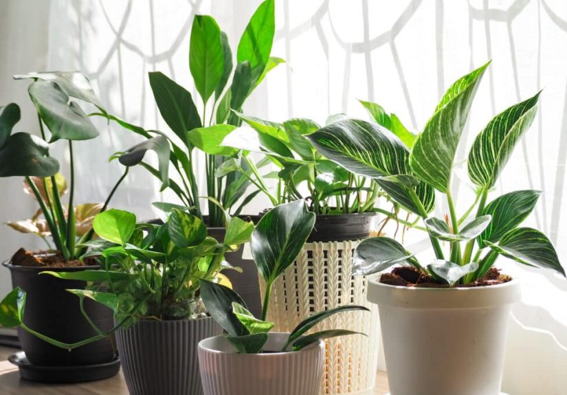 The Ultimate Beginner’s Guide to Indoor Plants (2025)