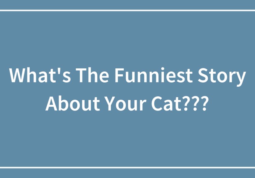 What’s The Funniest Story About Your Cat???