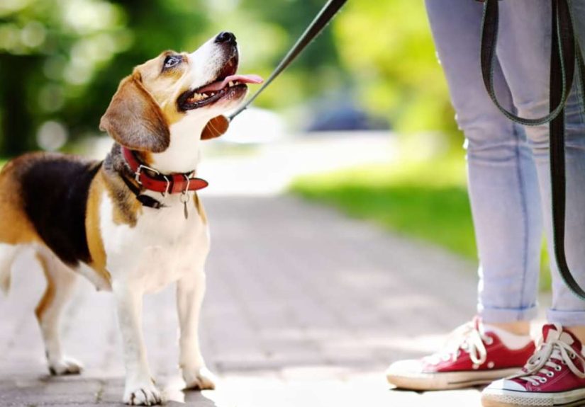 Why Walking Makes Us Feel Good