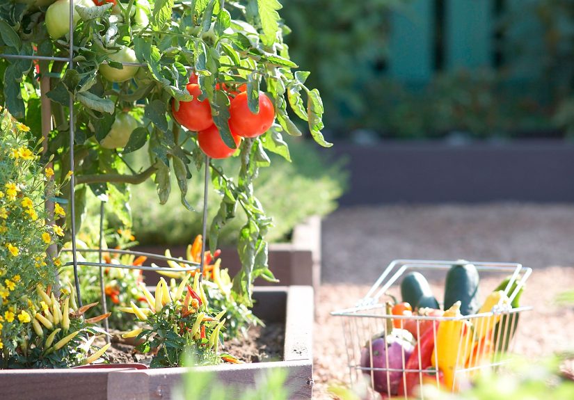 You’re Probably Weeding Your Veggie Garden Too OftenHere’s What an Expert Recommends