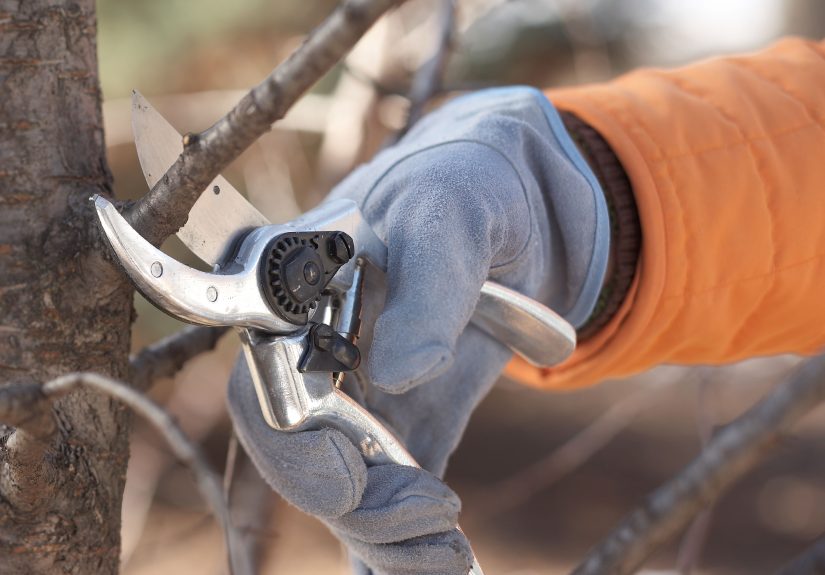 10 Plants to Prune in Winter for Stronger Spring Growth