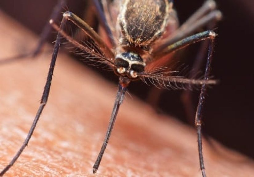 10 Surprising Ways Bugs Shaped The Modern World