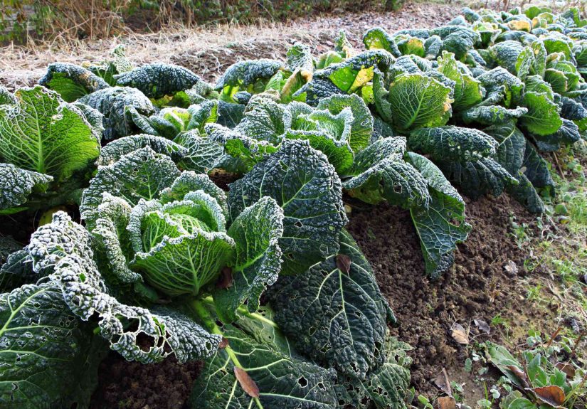 10 Vegetables You Should Plant in October for More Crops Through Winter and Spring