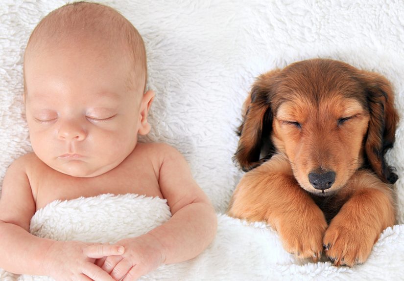 110 Pics That Prove Dogs Are Better Than A Pillow