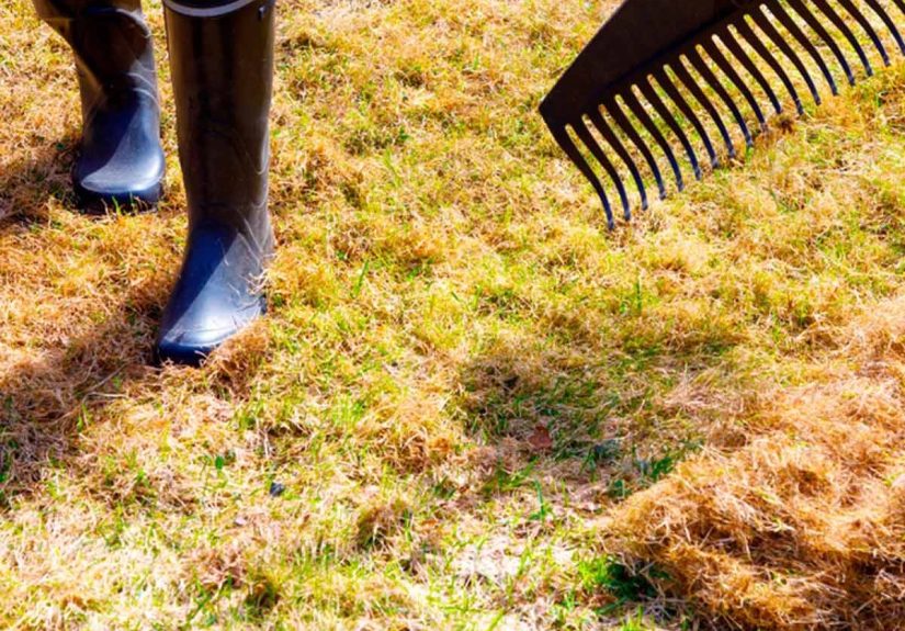 15 Yard Maintenance Tasks to Do Now