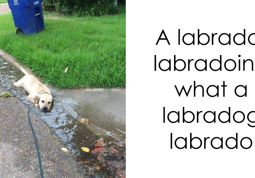 191 Hilarious Dog Snapchats That Are Impawsible Not To Laugh At (Part 4)