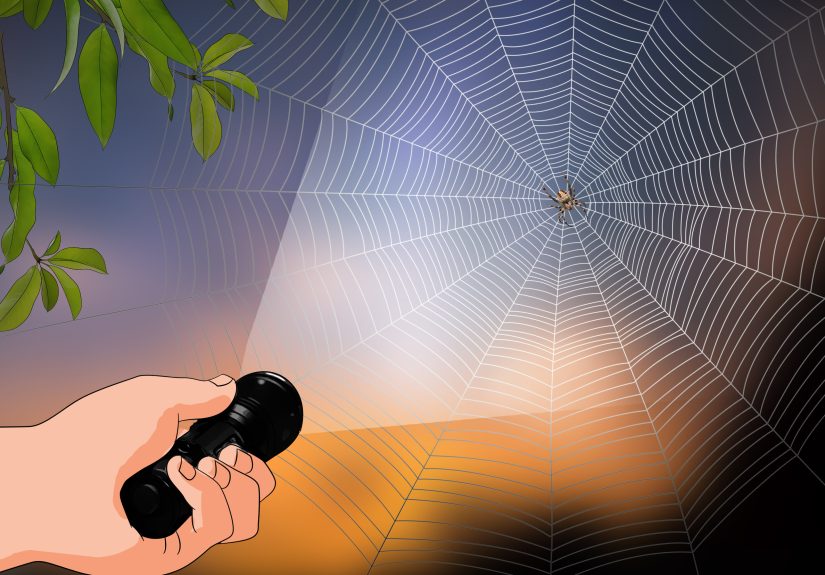 3 Ways to Identify a Barn Spider