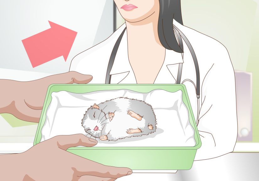 4 Ways to Get a Hamster to Sleep