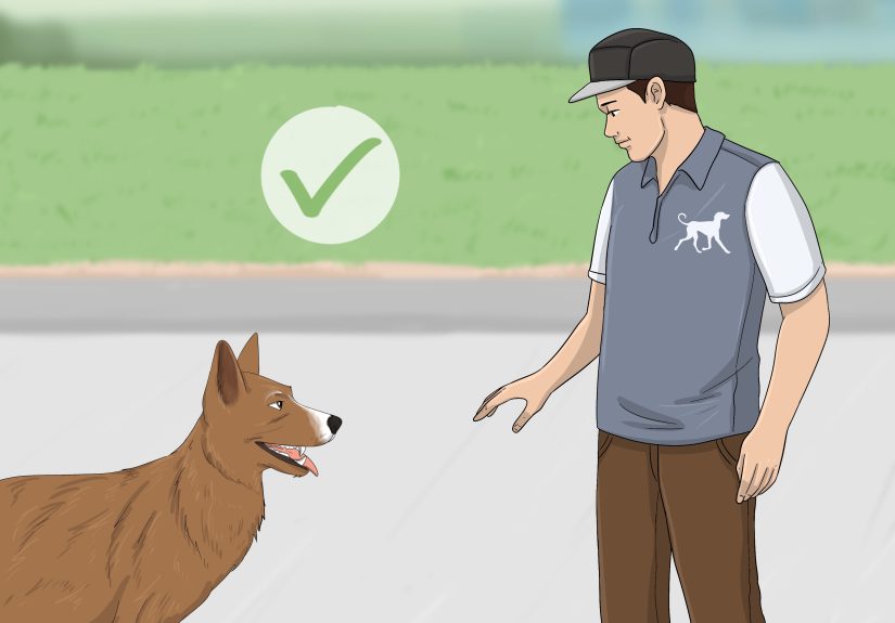 4 Ways to Stop Your Dog from Barking at Strangers