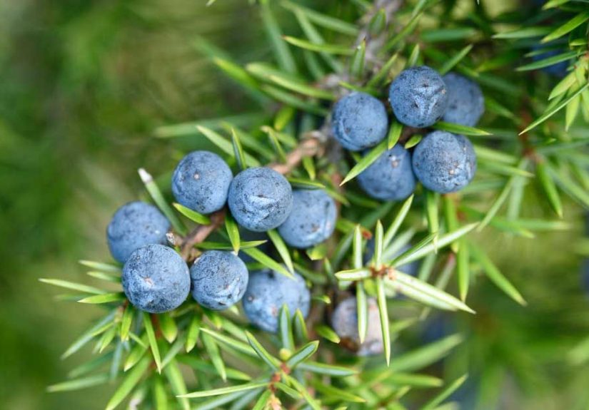 5 Emerging Benefits of Juniper Berries