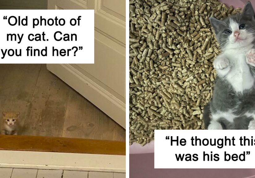 50 Of The Cutest Cats To Melt Your Heart