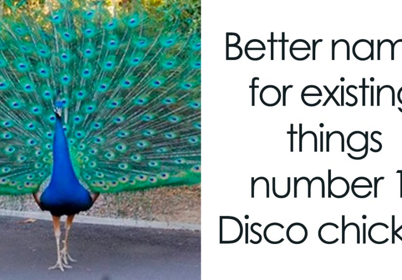 53 Funny Animal Memes That Prove They Might Be Even Funnier Than Humans