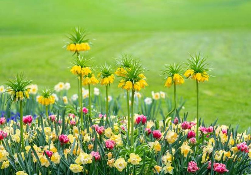 8 Pretty Plants That Stink! - Bob Vila