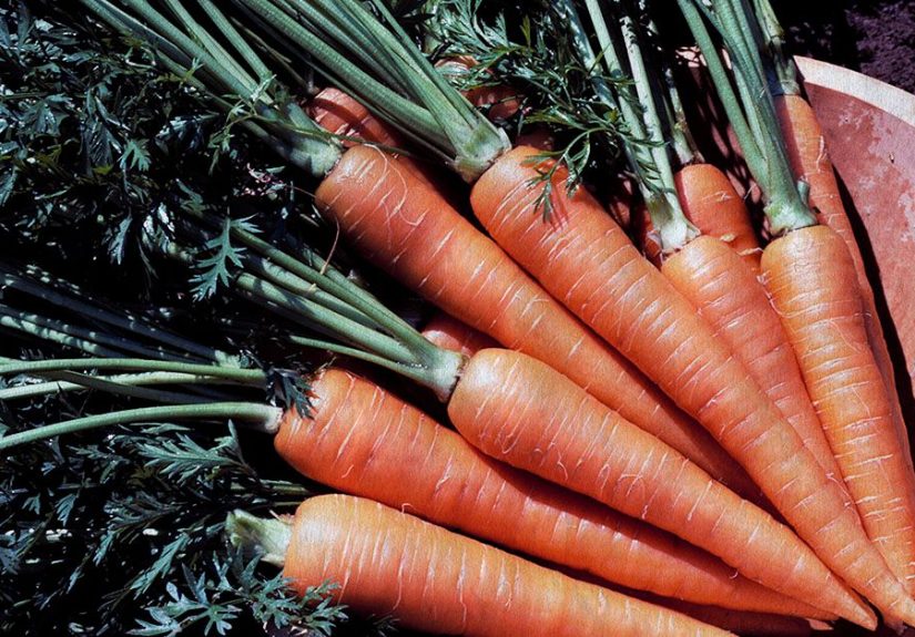 Are carrots good for weight loss? Tips and recipes